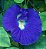 Pó Azul 45g de Clitoria ternatea - Flor Fada Azul (sachê) - Imagem 5