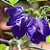 200g Flor Fada Azul (faz 110l) - Flores desidratadas de Clitoria Ternatea - Imagem 4