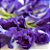 5kg Flor Fada Azul (faz 2.750l) - Flores Desidratadas de Clitoria ternatea - Imagem 4