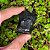 Obsidiana Negra Bruta - Verdade Interior - Imagem 3