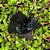 Obsidiana Negra Bruta - Verdade Interior - Imagem 4