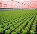 Tela Sombreamento 35% Vermelha Produtor Estufas Horta 4x10 - Imagem 5