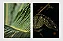 Conjunto Kit 02 Quadros Decorativos Folhagens Botânico - Imagem 2
