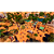 Jogo Planet Zoo: Console Edition - PS5 - Imagem 4