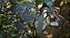 Jogo Predator: Hunting Grounds - PS4 - Imagem 4