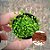Sementes de Glossostigma Elatinoides - 350un (Carpete aquário) - Imagem 1