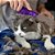 Escova Kong ZoomGroom Cat - Imagem 4