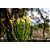 Lente Objetiva Canon RF 50mm F/1.8 STM - Imagem 7