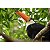 Lente Zoom Teleobjetiva Canon RF 75-300mm F/4-5.6 - Imagem 6