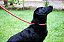 Guia KONG Rope Leash Para Cães 1,5m - Imagem 5