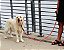 Guia KONG Rope Leash Para Cães 1,5m - Imagem 6