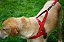 Peitoral KONG Norwegian Harness Para Cães - Imagem 8