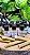 Kit Revendedor 5 - Imagem 1