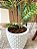 Árvore Artificial Croton 130cm Vaso de Polietileno - Imagem 3