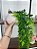 Folhagem Artificial Pendente Folhinha 60cm Vaso Branco - Imagem 1
