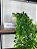 Folhagem Artificial Pendente Folhinha 60cm Vaso Branco - Imagem 2