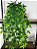 Folhagem Artificial Pendente Folhinha 60cm Vaso Branco - Imagem 4