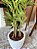 Bambu Artificial 110cm com Toque Real Vaso Polietileno - Imagem 3
