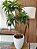 Árvore Artificial Dracena 110cm Vaso Polietileno Branco - Imagem 3