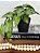 Arranjo Caladium Artificial Vaso Preto Plástico - Imagem 1