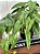 Arranjo Caladium Artificial Vaso Preto Plástico - Imagem 3