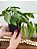 Arranjo Caladium Artificial Vaso Preto Plástico - Imagem 2