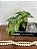 Arranjo Caladium Artificial Vaso Preto Plástico - Imagem 4