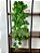 Pendente Artificial Jiboia Verde/Creme 100cm Vaso Preto - Imagem 2