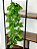 Pendente Artificial Jiboia Verde/Creme 100cm Vaso Preto - Imagem 5