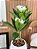 Árvore Plumeria Toque Real 75cm Vaso Polietileno Branco - Imagem 4