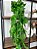 Pendente Artificial Jiboia Verde/Creme 100cm Vaso Branco - Imagem 4