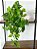 Planta Pendente Artificial Jiboia 50cm Vaso Cerâmica Branco - Imagem 1