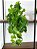 Planta Pendente Artificial Jiboia 50cm Vaso Cerâmica Branco - Imagem 5