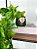 Planta Pendente Artificial Jiboia 50cm Vaso Cerâmica Preto - Imagem 4