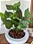 Planta Artificial Philo Real Toque 47cm Vaso Bacia Branco - Imagem 4