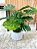 Planta Artificial Costela de Adão 70cm Vaso Polietileno Cinza - Imagem 3