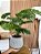Planta Artificial Costela de Adão 70cm Vaso Polietileno Cinza - Imagem 2