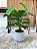 Planta Artificial Verde 75cm Vaso Polietileno Cinza - Imagem 4