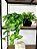 Planta Pendente 3D 40cm + Vasinho Cerâmica Sinus Preto com Verdinhos - Imagem 1