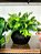 Planta Pendente 3D 40cm + Vasinho Cerâmica Sinus Preto com Verdinhos - Imagem 4