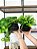 Planta Pendente 3D 40cm + Vasinho Cerâmica Sinus Preto com Verdinhos - Imagem 2