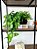 Planta Pendente 3D 40cm + Vasinho Cerâmica Sinus Preto com Verdinhos - Imagem 5