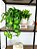 Planta Pendente 3D 40cm + Vasinho Cerâmica Sinus Branco com Verdinhos - Imagem 5
