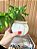 Folha de Jiboia Artificial Vaso Branco Laço - Imagem 2