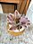 Planta Artificial Outonada 35cm Vaso Bacia Branco - Imagem 4