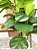 Árvore Artificial Ficus Lyrata 105cm Vaso de Polietileno Cinza - Imagem 4