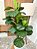 Árvore Artificial Ficus Lyrata 105cm Vaso de Polietileno Cinza - Imagem 5