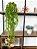 Planta Artificial Pendente Eucalipto 70cm Vaso Ceramica Branco - Imagem 4