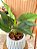 Planta Artificial Verde 50cm Vaso Polietileno Cinza - Imagem 3