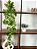 Planta Artificial Pendente Jiboia 90cm Vaso Cerâmica Branco - Imagem 1